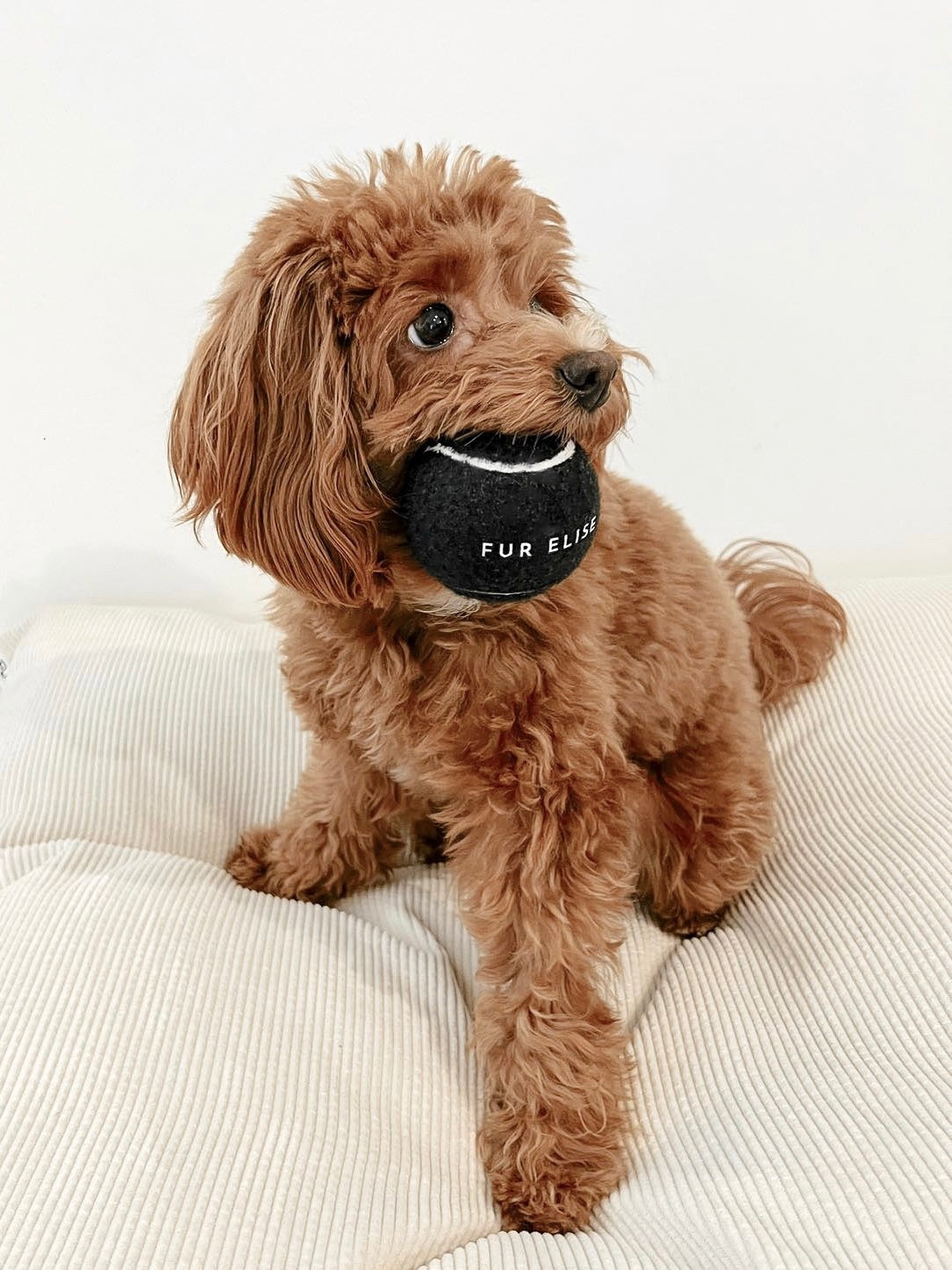 Classic Tennis Ball Set of 5 - Noir