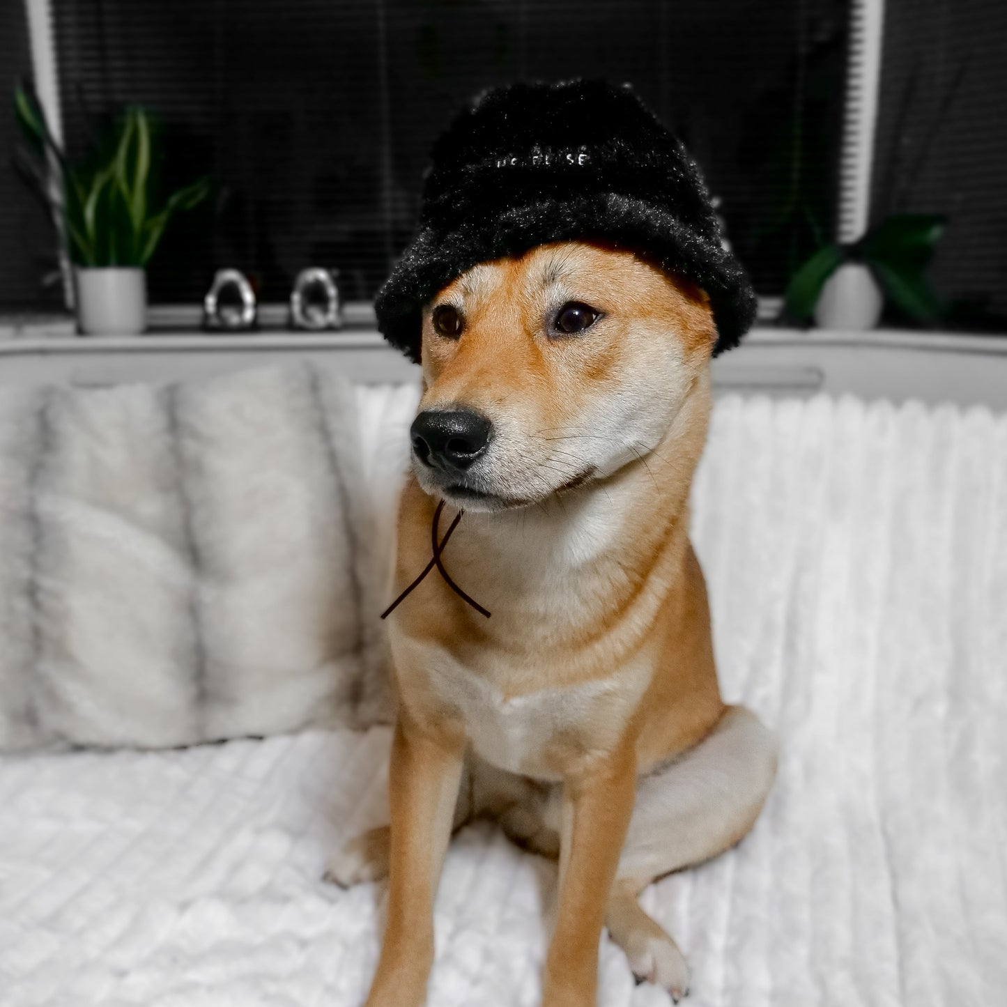 Furi Pet Hat - Noir