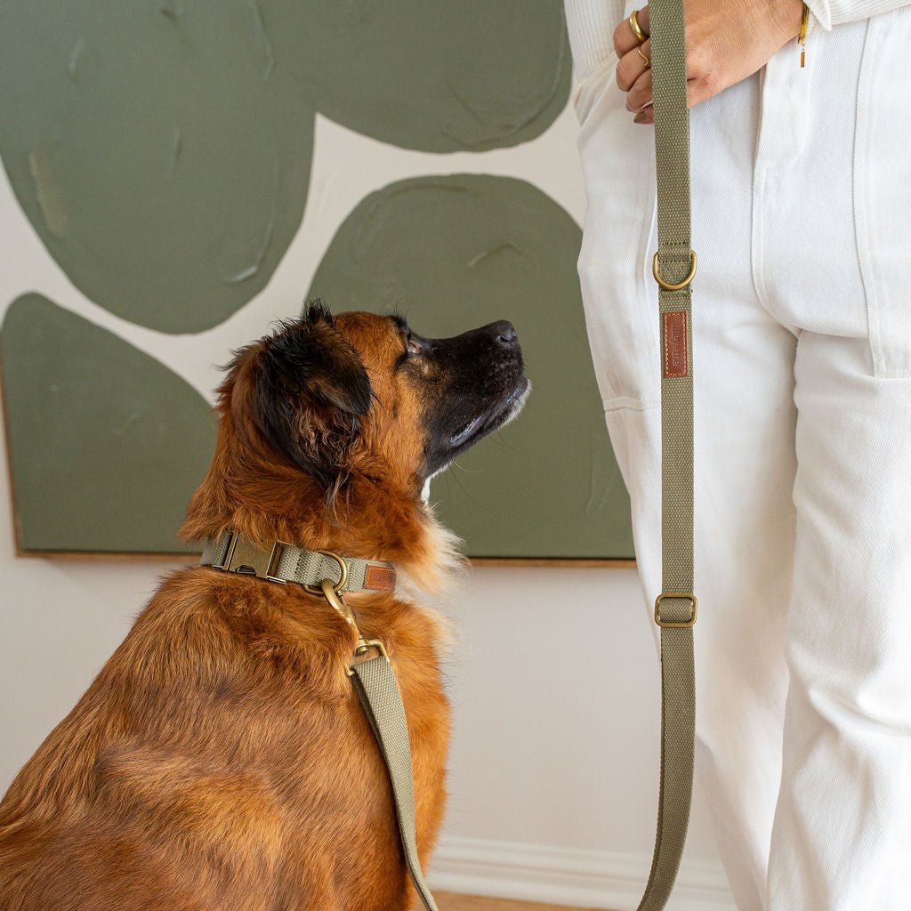 Hemp Cotton Dog Collar - Durable, Sustainable, Adjustable, Lightweight & Soft