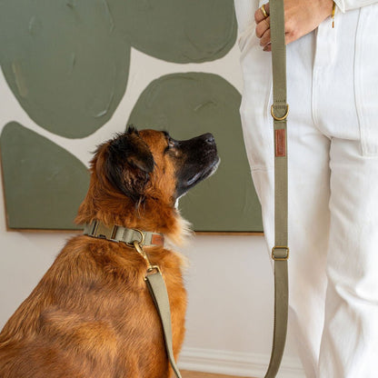 Hemp Cotton Dog Collar - Durable, Sustainable, Adjustable, Lightweight & Soft