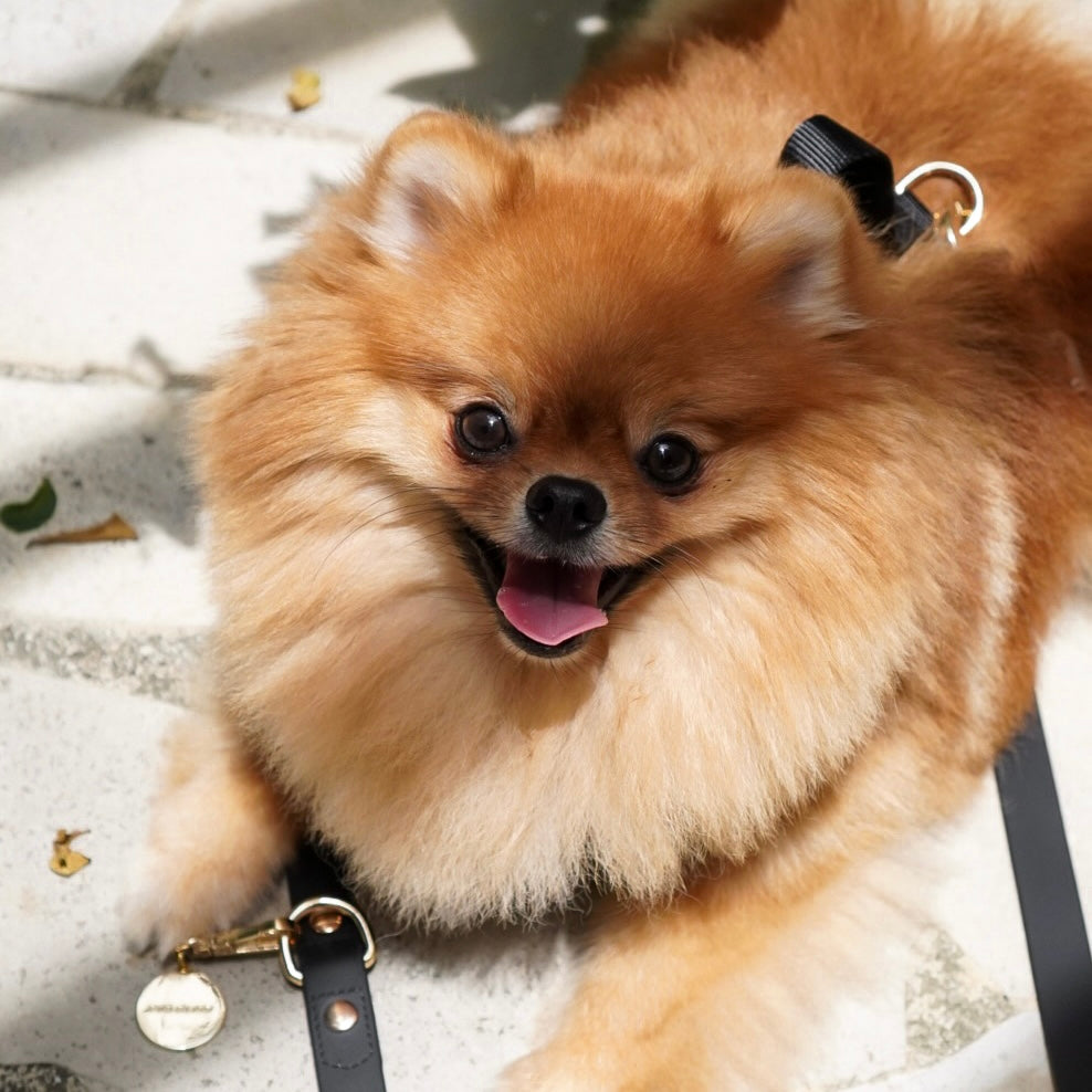 Elise Harness & Leash Set - Noir