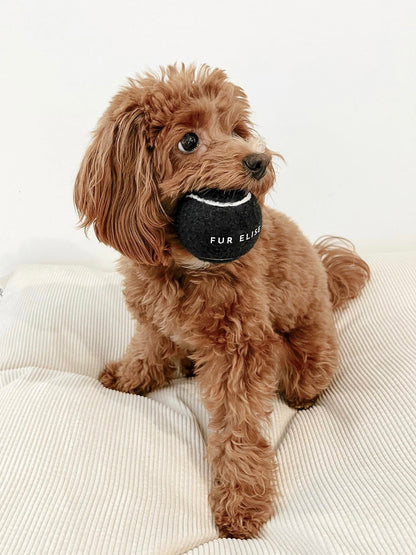 Classic Tennis Ball Set of 5 - Noir