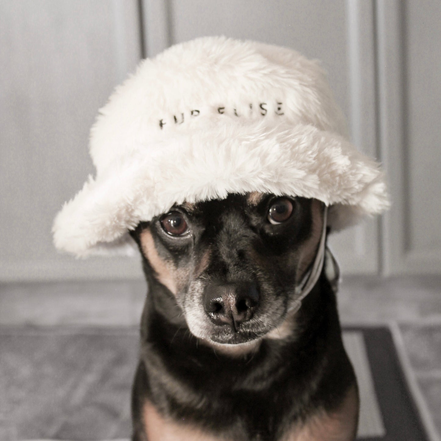 Furi Pet Hat - Bone