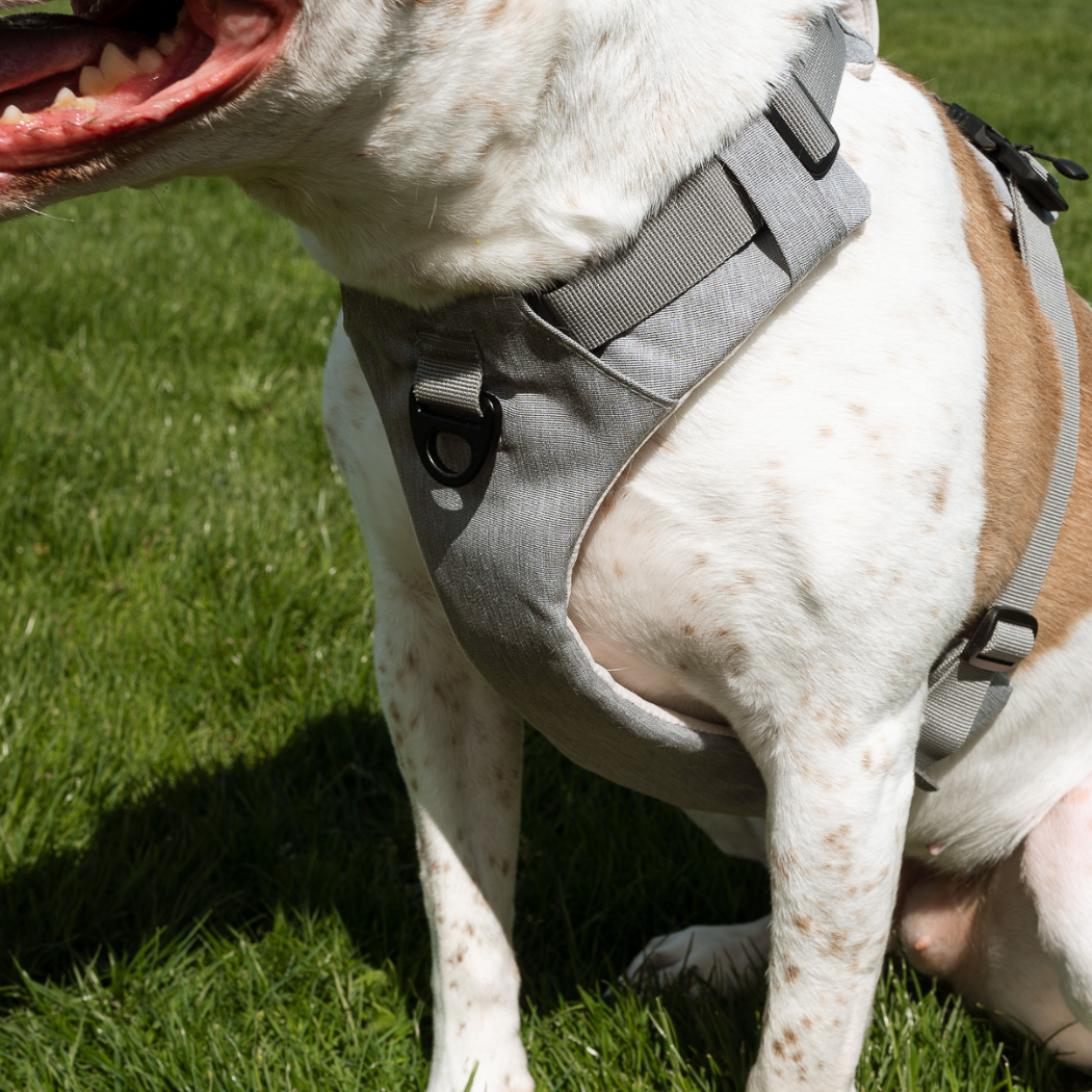 Magnetic Dog Harness - One-Hand Clip, No-Pull Design
