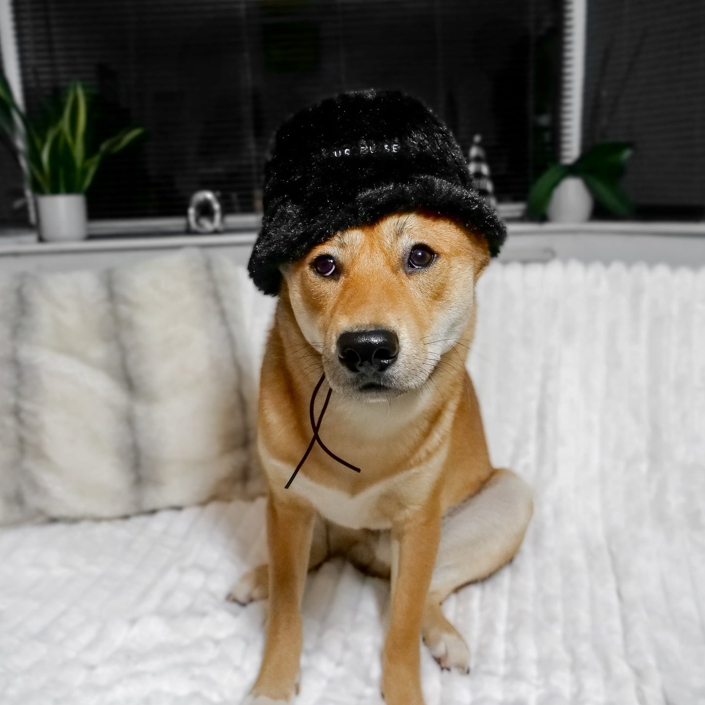 Furi Pet Hat - Noir