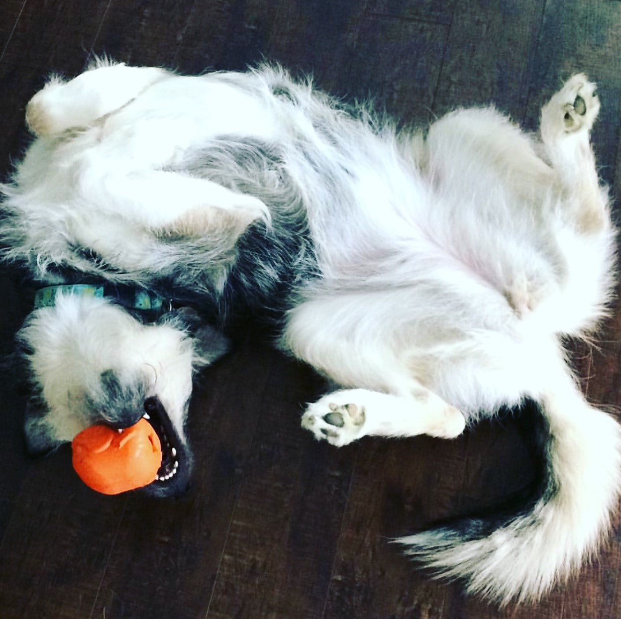 Roasted Turkey Dog Chew Toy & Treat Dispenser - USA Made | SodaPup