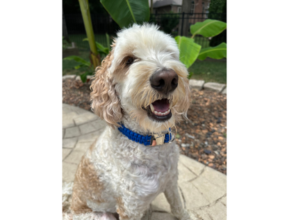 Cobra Braid in Royal Blue - Handmade Dog Collar