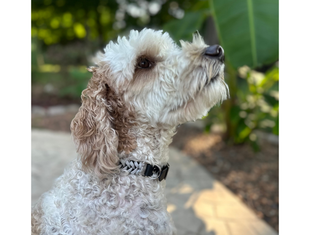 Fishtail Hand Braided Dog Collar in Black & Smoke