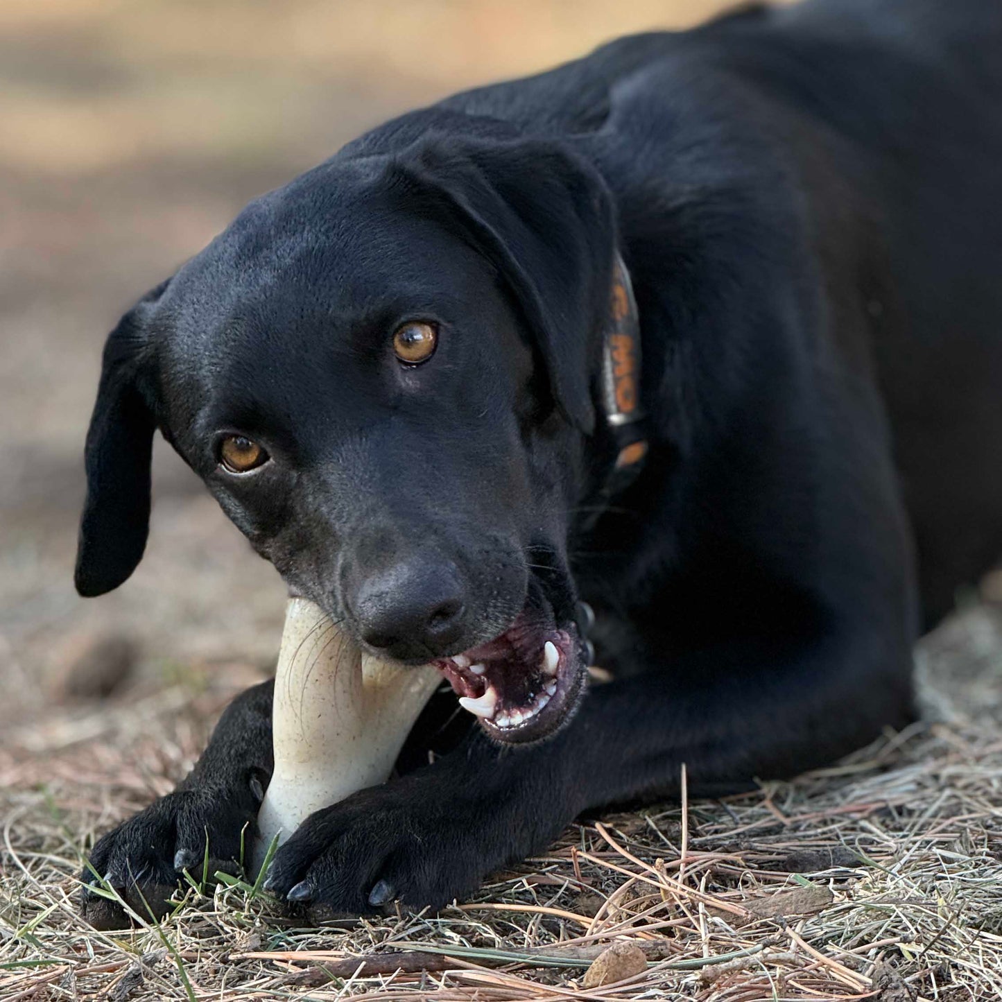 Ever Antler Nylon Chew Bone | Elk Antler Shaped Dog Toy for Aggressive Chewers | SodaPup