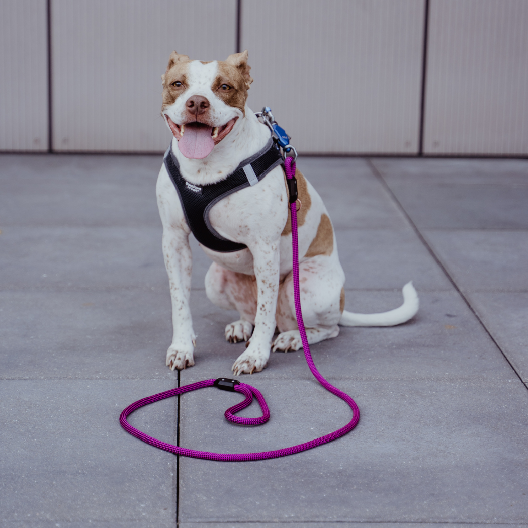 Patented Magnetic Dog Leash - One-Hand Connect & Release