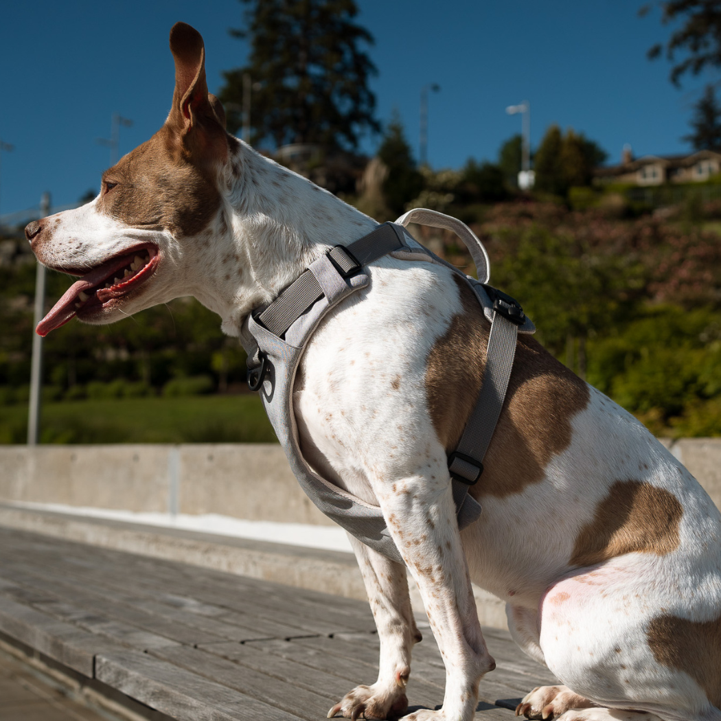 Magnetic Dog Harness - One-Hand Clip, No-Pull Design