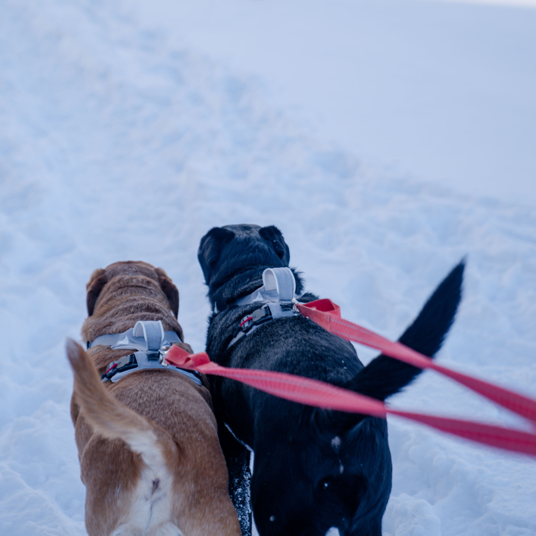 Magnetic Dog Harness - One-Hand Clip, No-Pull Design