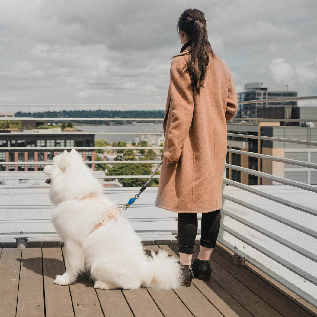 Patented Magnetic Dog Leash - One-Hand Connect & Release