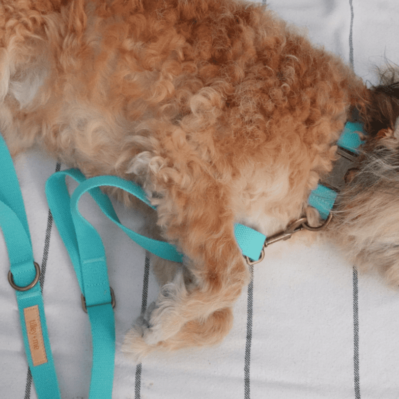 Hemp Cotton Dog Collar - Durable, Sustainable, Adjustable, Lightweight & Soft