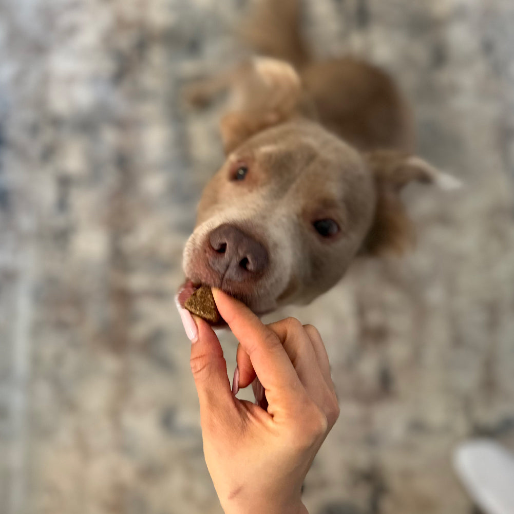 Probiotic Chews (90 Chews)